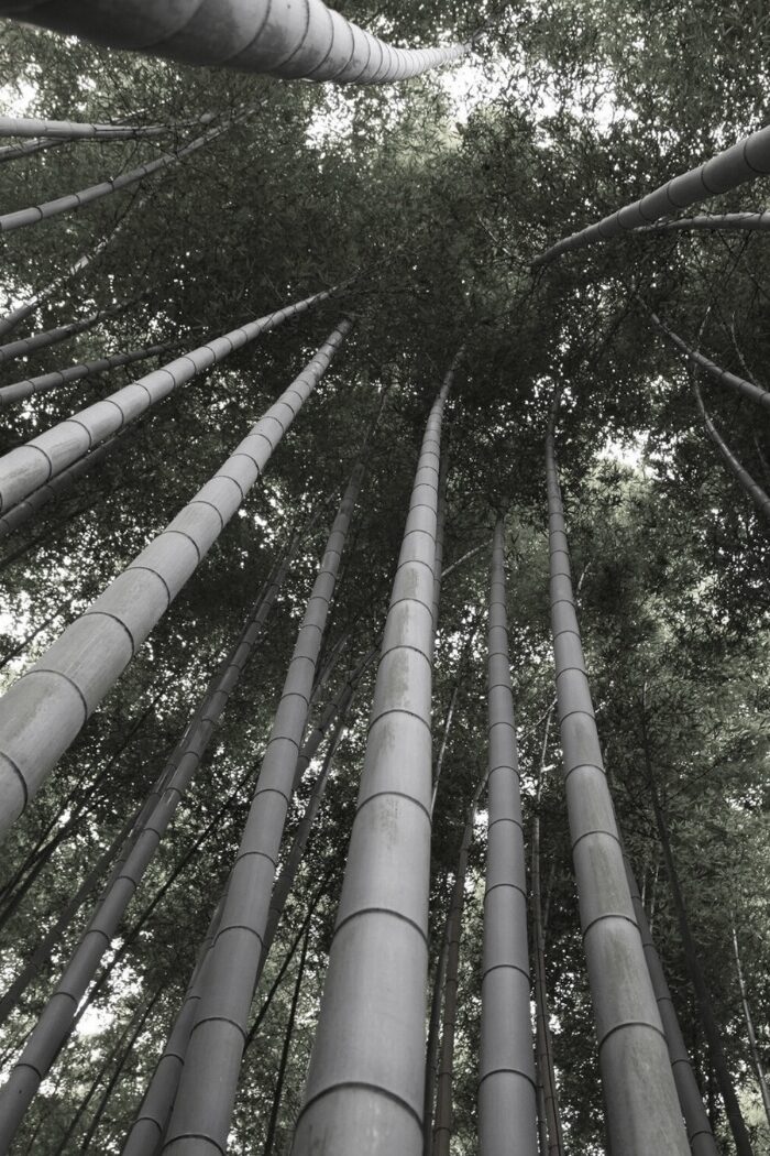 The Initial Enigma Of The Bamboo Tree. (Tweet Post)